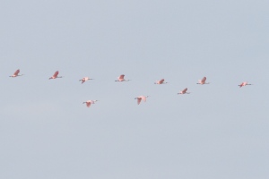 The only Roseate Spoonbill flock of the day