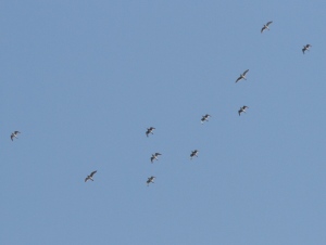 One of the larger Upland Sandpiper flocks detected today-here's 11 of the 13