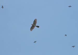 The segue to below; Cooper's Hawk with Cliff Swallows